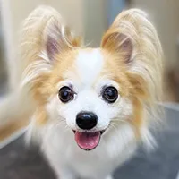 わんちゃんSHOP Peace1