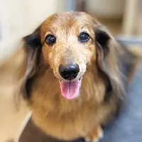 わんちゃんSHOP Peace2