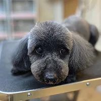 わんちゃんSHOP Peace3