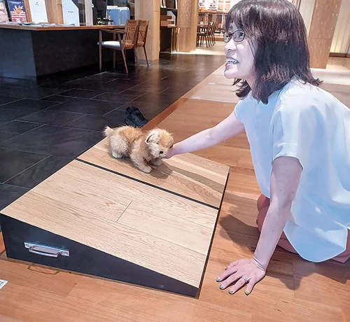 坂道になった実験用のフローリング架台で滑りにくさを比べてみた。左側の通常の床は約1秒で滑り落ちたが、ライブナチュラル・フォー・ドッグはピクリとも動かない