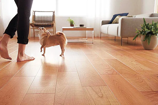 床の滑りどう防ぐ？　増える室内犬の関節疾患