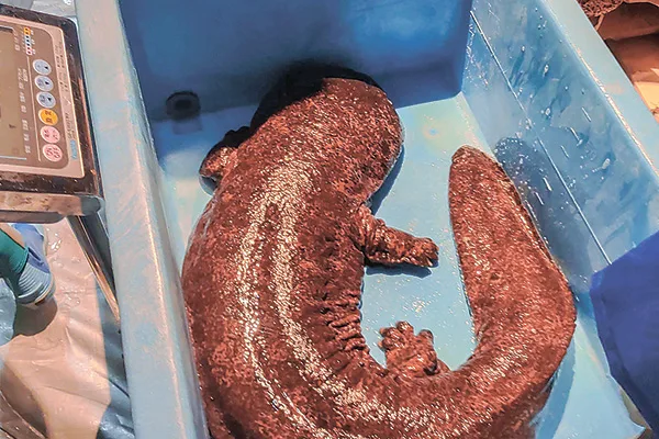 オオサンショウウオの身体測定