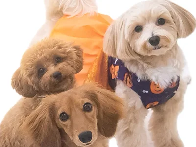 ドッグホテル＆サロン EIGHT DAYs1