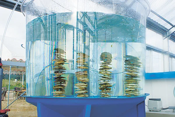 海洋深層水のプールで48時間以上かけてカキを浄化する富山県の浄化センター
