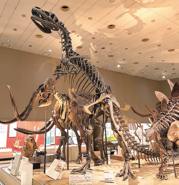 アロサウルス（大阪市立自然史博物館）
