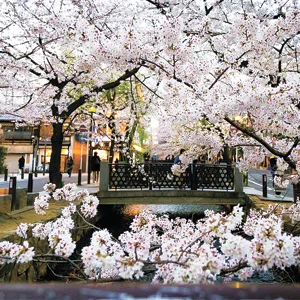 満開に咲き誇る桜を見つつ優雅に過ごすのも◎