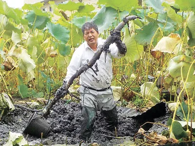 〝門真れんこん〟を全国へ！