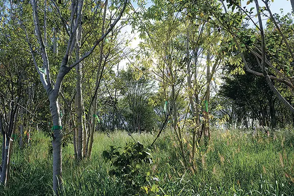 森としての生態系が育ち始めている「静けさの森」