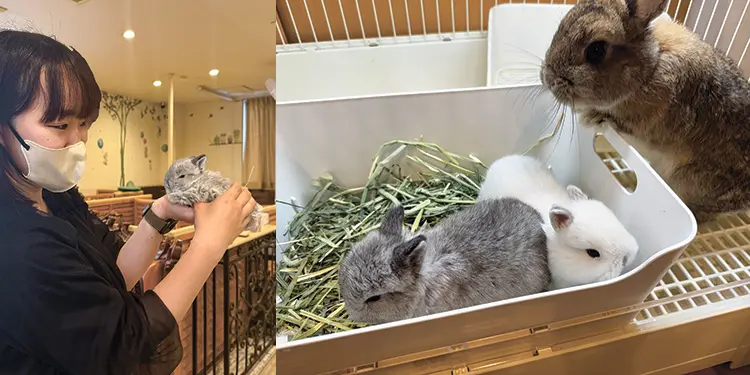 うさぎカフェ Mimi Lapin