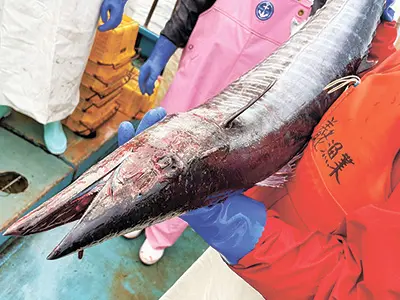 鋭い口先が目を引く大型魚のカマスサワラ