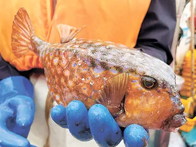 ヨロイのような固いウロコを持つハコフグ