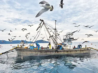 網に集まった魚を狙って群がる海鳥たち