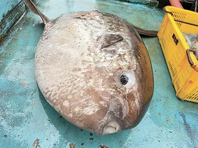 大きなマンボウは海へ帰された