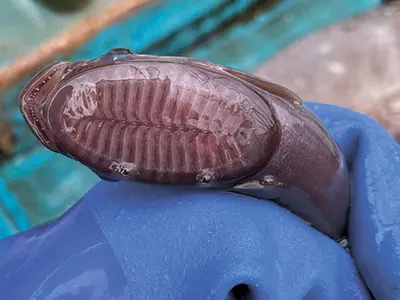 吸盤状の頭部が特徴のコバンザメ