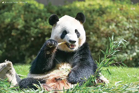 彩浜（さいひん）・メス　2018年8月14日生まれ（6歳）