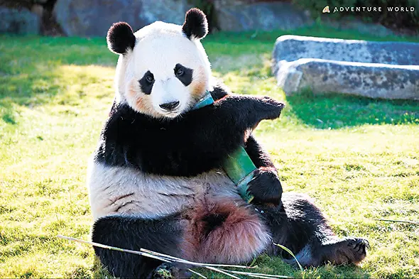 結浜（ゆいひん）・メス　2016年9月18日生まれ（8歳）