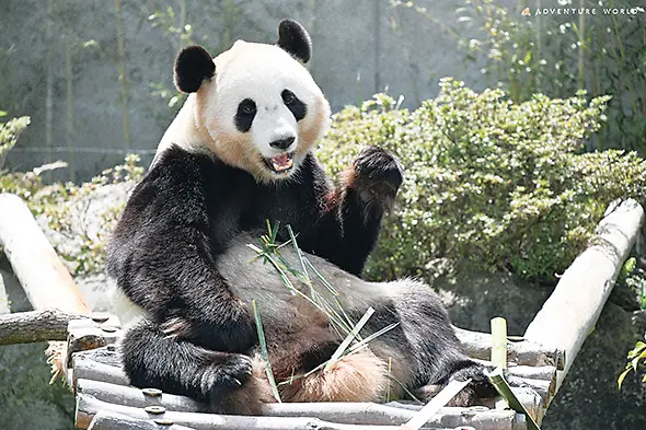 楓浜（ふうひん）・メス　2020年11月22日生まれ（4歳）