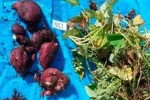 下水処理水を用いて育成したサツマイモ＝近畿大のHPから