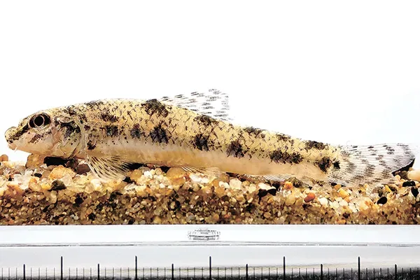 淀川で約30年ぶりに再発見されたツチフキ（大阪府立環境農林水産総合研究所提供）