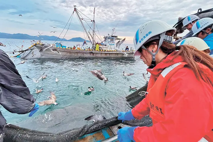 朝焼けの海で行われる定置網漁。網の引き上げを見守る体験乗船の参加者たちの前では、漁獲の気配を察知したウミネコが群れ飛ぶ。