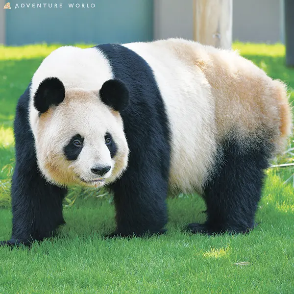 良浜（らうひん）・メス　2000年9月6日生まれ（24歳）